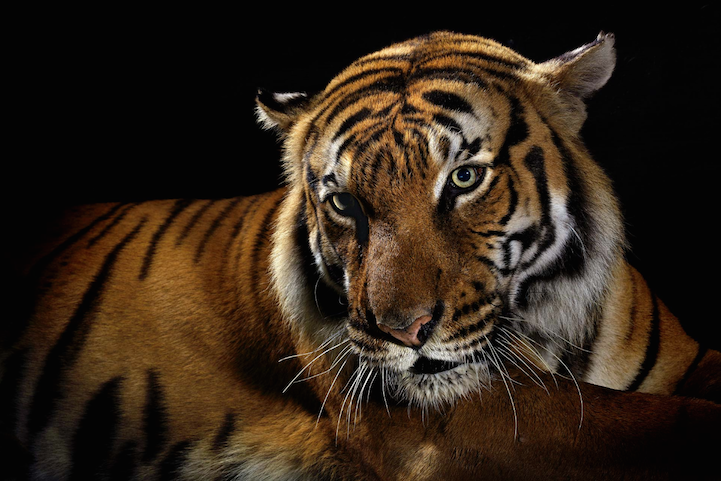Hermosas fotografías de tigres, leones y leopardos - Frogx Three