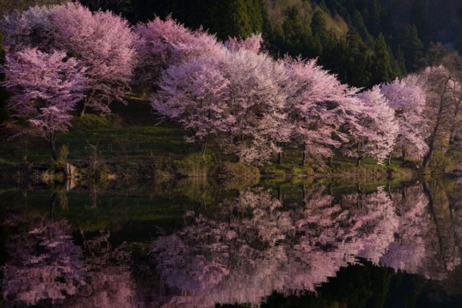 Nat Geo resalta la belleza de la primavera en Japón - Frogx Three