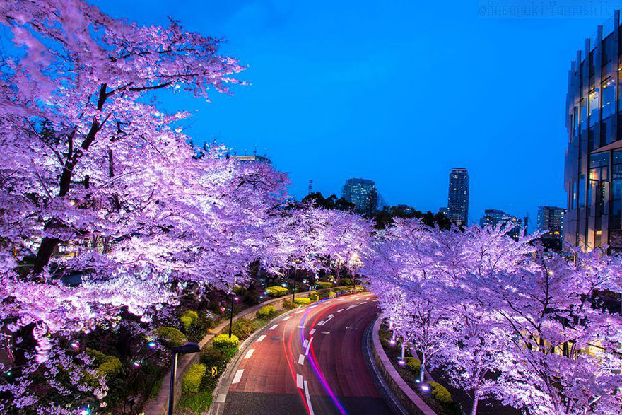 Nat Geo Resalta La Belleza De La Primavera En Japon