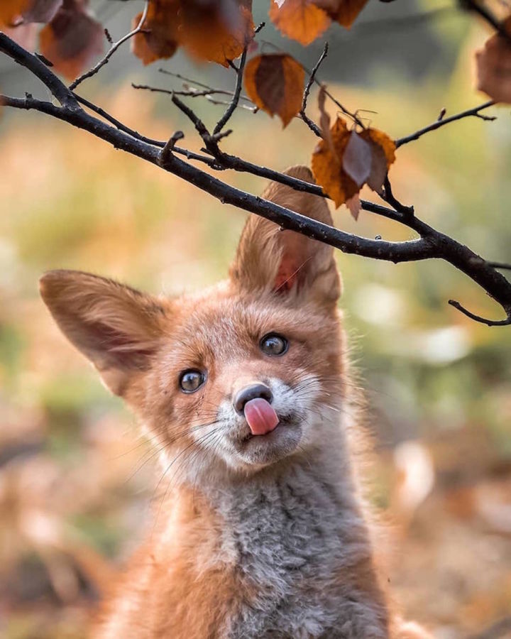 Hermosas fotografías de animales silvestres por Ossi... - Frogx Three